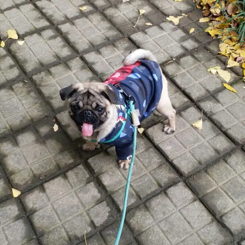 Red & Blue Camouflage Hoodies For Dogs